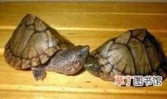 巴西龟龟壳裂开怎么处理 分别都有什么办法