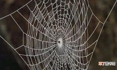 蜘蛛是怎么繁殖的 蜘蛛吐丝织网获取食物及繁殖方法