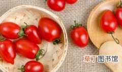 小番茄种植方法步骤 家庭小番茄种植过程