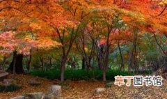 南京枫叶最美的地方 南京最美的赏红叶圣地