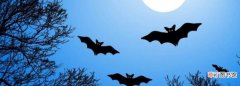 蝙蝠在夜里是怎样飞行，蝙蝠夜间飞行靠什么辨别方向