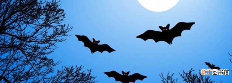 蝙蝠在夜里是怎样飞行，蝙蝠夜间飞行靠什么辨别方向