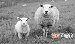 母羊排卵时间 母羊排卵时间大约在什么时期