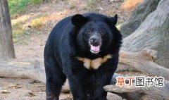 亚洲黑熊几级保护动物 亚洲黑熊属于我国几级保护动物