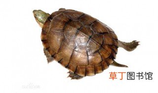 拟眼斑水龟饲养方法 拟眼斑水龟有听说过吗