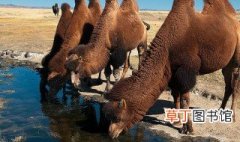 当世仅存的野骆驼种群在中国的哪个地方 野骆驼种群在中国的哪