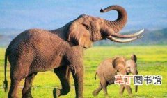 大象为什么不长毛 大象有毛吗
