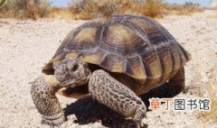 沙漠地鼠龟饲养方法 应仔细操作