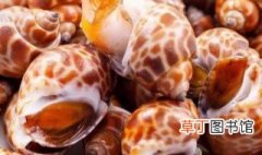 海螺保存方法及注意事项 海螺保存的方法