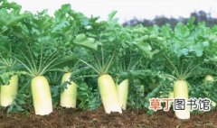 萝卜种植方法和施什么肥 种植萝卜的方法