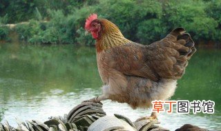 红色黄腿鸡是什么品种? 来看看广东最著名的鸡种类