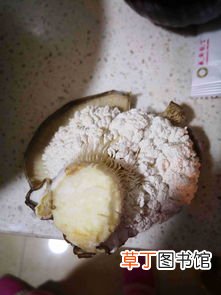 蘑菇背面长出白色东西还能吃吗,蘑菇反面涨了白色的颗粒状能吃吗?
