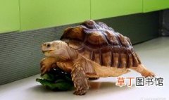斑点陆龟饲养方法 认识一种新陆龟
