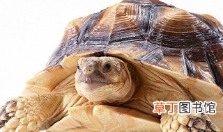 苏卡达象龟饲养方法 了解下它们的相关知识
