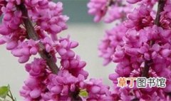 紫荆花的花语是什么 紫荆花的花语介绍