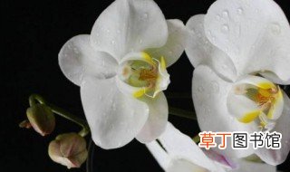 白色蝴蝶兰花语是什么 白色蝴蝶兰花语是啥