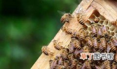 中国养蜂杂志怎样订购 你订阅过吗