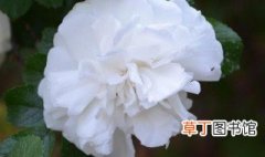 9朵白玫瑰的花语是什么 9朵白玫瑰的花语介绍
