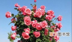 玫瑰树怎么种植 详细方法推荐