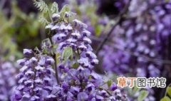 有关紫藤花的花语 有关紫藤花的花语是什么