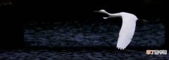 白鹤会飞，白鹤是天上飞的还是地上跑的动物图片