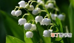 铃兰花的栽培方法 铃兰花的栽培方法介绍