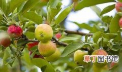 苹果树一年的管理方法 苹果树一年管理的6个方面