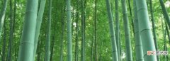 竹的雅称或别称，古时对竹子的雅称