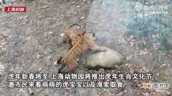 姓名里有虎可免费参观上海动物园是怎么回事 姓名里有虎可免费参观动物园