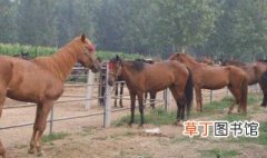 马匹繁育方法和技巧 如何提高马繁殖力