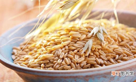 燕麦成为餐桌上备受推崇的食物 常吃燕麦健康多