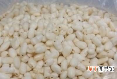 用大米怎样制作大米花，大米如何爆大米花视频
