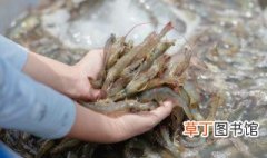 香酥干锅虾做法 怎么做香酥干锅虾