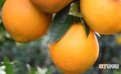 橙子皮也有很高的利用价值 橙子皮的功效与作用