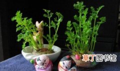 萝卜缨盆栽种植方法 萝卜缨盆栽种植方法简单介绍