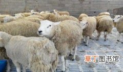 十只羊需要多少羊床和面积 谁知道