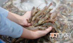 香辣基围虾怎么做好吃 怎么做香辣基围虾