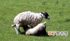母羊不认羔羊怎么办 解决的办法很简单