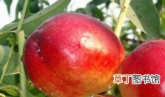 桃子的家庭真正种植法 怎样在家种植桃子