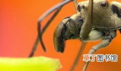 蚂蚁和蝉的寓意 蚂蚁和蝉有什么寓意