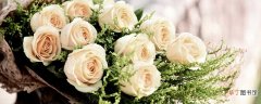 白玫瑰寓意是什么 各种玫瑰花颜色的寓意