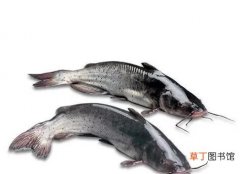 梭边鱼和鲶鱼的区别在哪,梭边鱼和鲶鱼是一样的吗