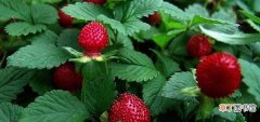 野草莓图片能吃吗 野草莓不让吃的原因