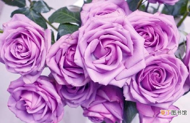 蓝色玫瑰花代表什么意思啊 紫色玫瑰花代表的花语和寓意