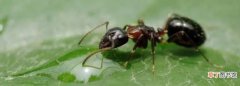 蚂蚁是节肢动物，蚂蚁是不是有六条腿