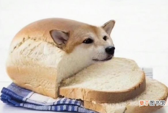 面包狗什么意思 面包狗什么梗