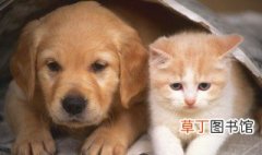 猫是哪个朝代传入中国的 猫是什么时候有的呢