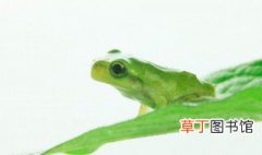 虎纹蛙是几级保护动物 虎纹蛙是国家几级保护动物