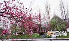 三峡大学桃花节时间 三峡大学桃花节是什么时候