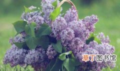 紫丁香是什么植物 紫丁香是属于什么植物